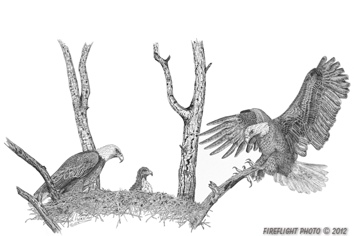 wildlife;Bild Eagle;Eagle;Trees;Nest;Ink;Ink Drawing;Art;Artwork Drawing;Drawing