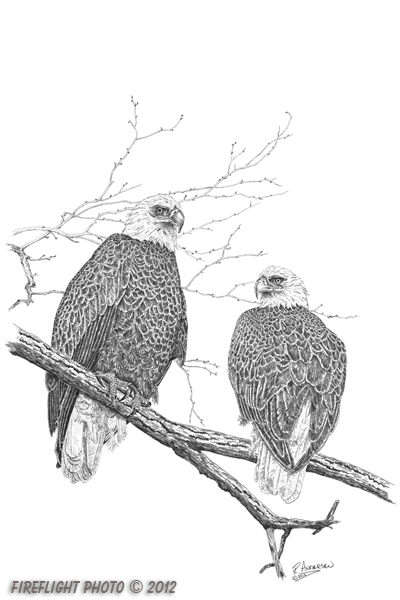 wildlife;Bald Eagle;Eagle;Trees;Littleton;NH;Ink;Ink Drawing;Art;Artwork Drawing;Drawing