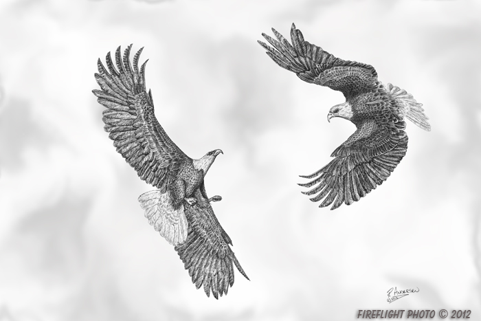 wildlife;Bald Eagle;Eagle;Sky;Littleton;NH;Ink;Ink Drawing;Art;Artwork Drawing;Drawing