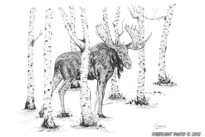 wildlife;Moose;Bull Moose;Birch Trees;Ink;Ink Drawing;Art;Artwork Drawing;Drawing