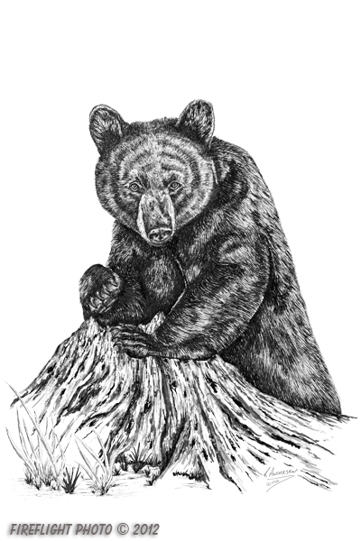 wildlife;Bear;Black Bear;Stump;Ink;Ink Drawing;Art;Artwork Drawing;Drawing