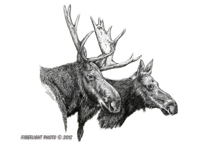 wildlife;Moose;Bull Moose;Cow;Pen and Ink;Moose pen and ink Drawing;Art;Artwork;Drawing