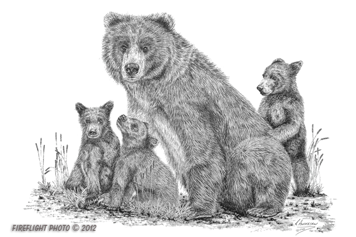 wildlife;Bear;Grizzly Bear;Cubs;Pen and Ink;Ink Drawing;Art;Artwork;Drawing