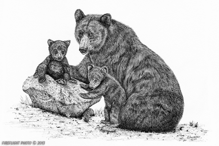 wildlife;Bear;Black Bear;Cubs;Pen and Ink;Ink Drawing;Art;Artwork;Drawing