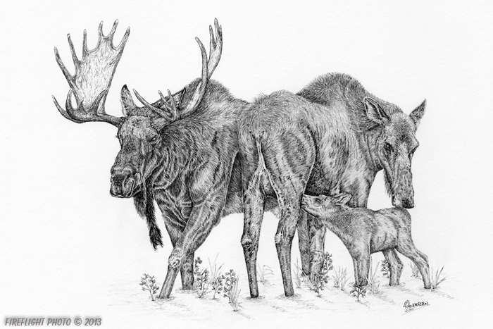 wildlife;Moose;Bull Moose;Cow Moose;Calf;Marsh;Ink;Ink Drawing;Art;Artwork Drawing;Drawing