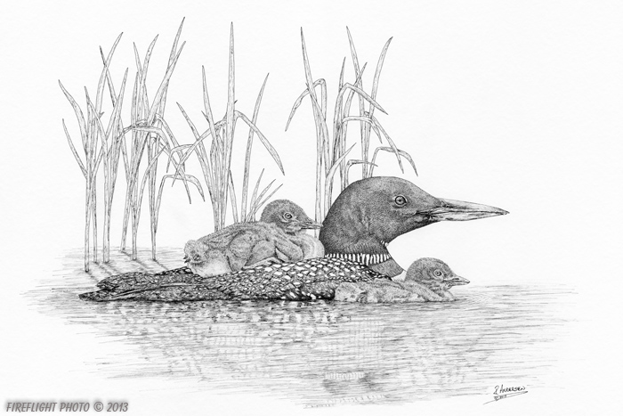 wildlife;Loon;Common Loon;Baby;Pond;Babies;Ink;Ink Drawing;Art;Artwork Drawing;Drawing