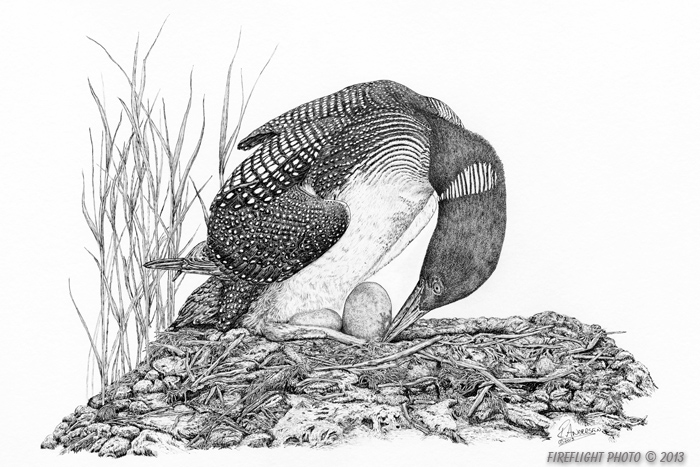 wildlife;Loon;Common Loon;Nest;Eggs;Pond;Ink;Ink Drawing;Art;Artwork Drawing;Drawing