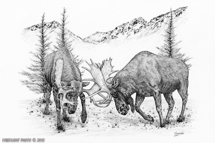 wildlife;Moose;Bull Moose;Fighting;Sparring;Ink;Ink Drawing;Art;Artwork Drawing;Drawing