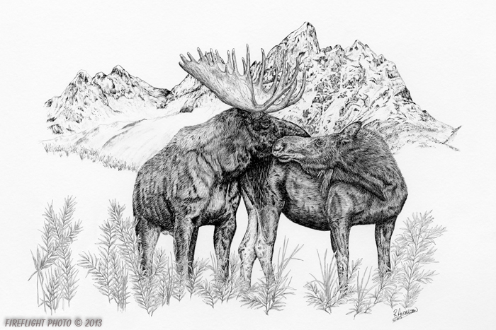 wildlife;Moose;Bull Moose;love;amour;mountains;Ink;Ink Drawing;Art;Artwork Drawing;Drawing
