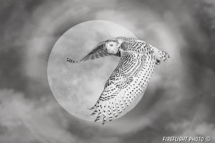 Wildlife;art;artwork;painting;drawing;Corel Painter;bubo scandiacus;owl;Gavia immer;moon