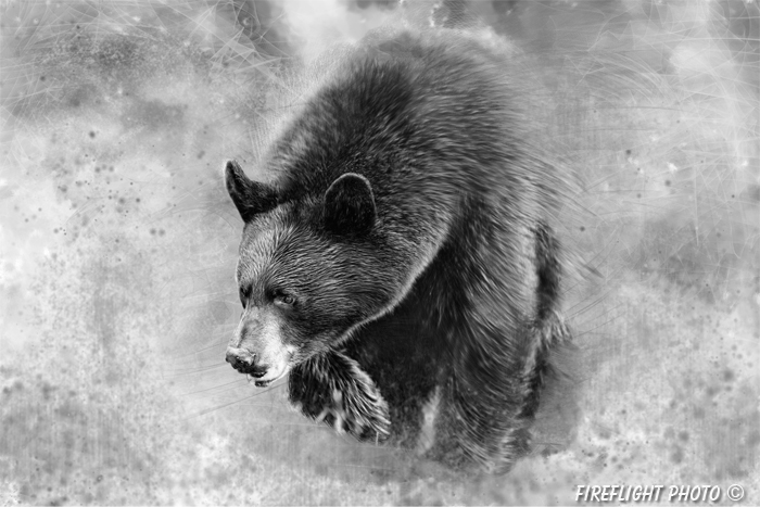 wildlife;bear;bears;black bear;Ursus americanus;art;artwork;painting;painted;drawing
