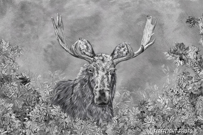 Wildlife;art;artwork;painting;drawing;Corel Painter;Mooses;Bull Moose;leaves;Alces alces