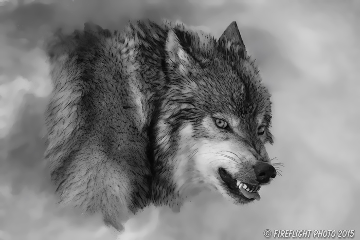 Wildlife;art;artwork;painting;drawing;Corel Painter;Wolf;Wolves;grayscale