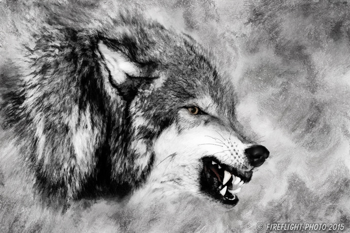 Wildlife;art;artwork;painting;drawing;Corel Painter;Wolf;Wolves;grayscale