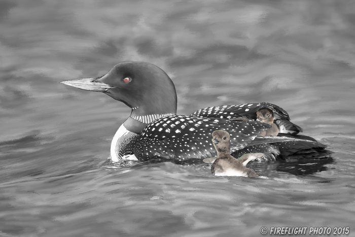 Wildlife;art;artwork;painting;drawing;Corel Painter;Common loon;loon;Gavia immer;Baby