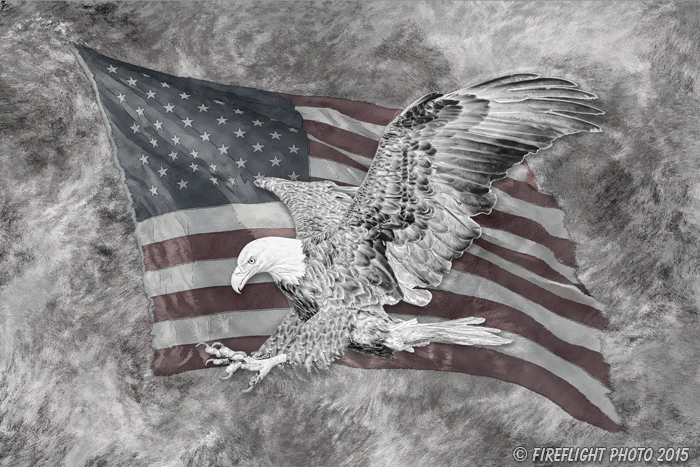 Wildlife;art;artwork;painting;drawing;Corel Painter;Bald Eagle;Eagle;Flag;grayscale