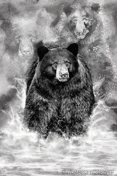 Wildlife;art;artwork;painting;drawing;Corel Painter;Bear;Black Bear;grayscale