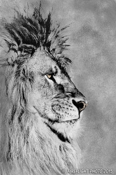 Wildlife;art;artwork;painting;drawing;Corel Painter;Lion;barbary lion;grayscale