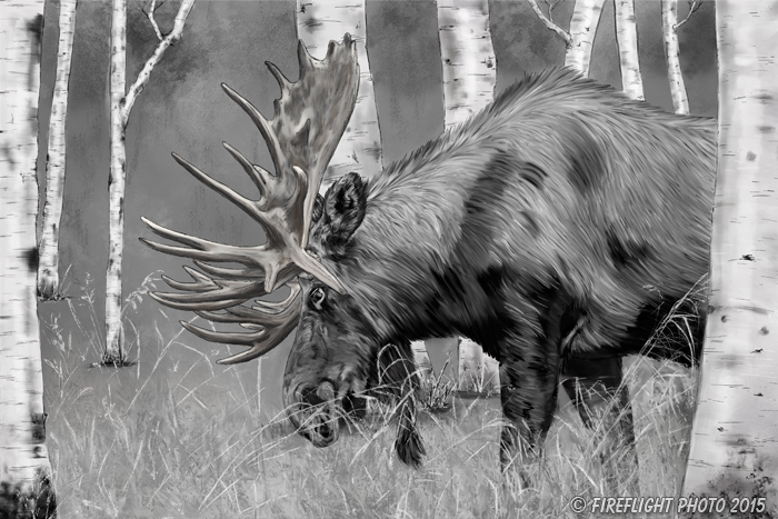 Wildlife;art;artwork;painting;drawing;Corel Painter;moose;bull moose;grayscale;birches