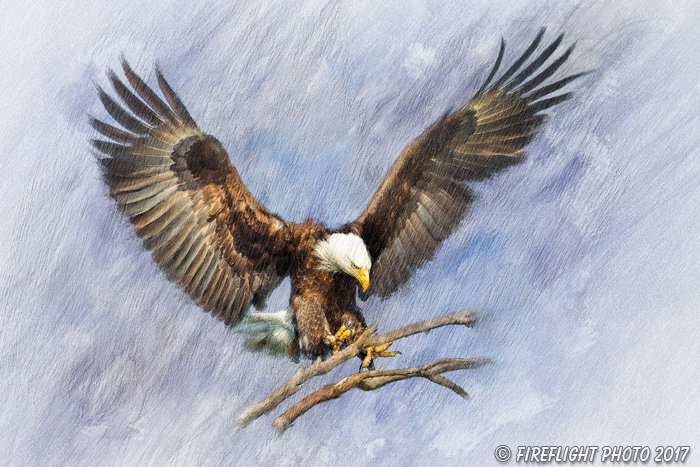 Wildlife;art;artwork;painting;drawing;Corel Painter;Eagle;Bald Eagle;color;colour