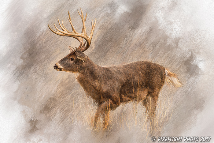 Wildlife;art;artwork;painting;drawing;Corel Painter;Deer;Buck;Whitetail;color;colour