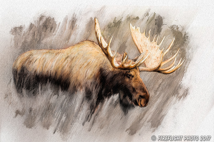 Wildlife;art;artwork;painting;drawing;Corel Painter;Moose;Denali;Color