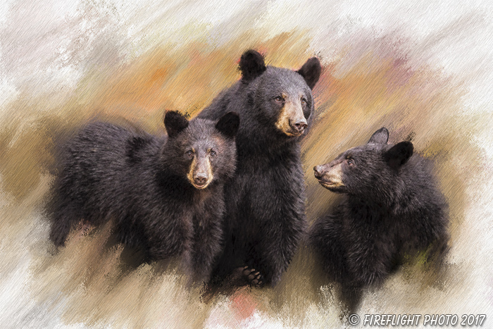 Wildlife;art;artwork;painting;drawing;Corel Painter;Black Bear;bear;Cub;color