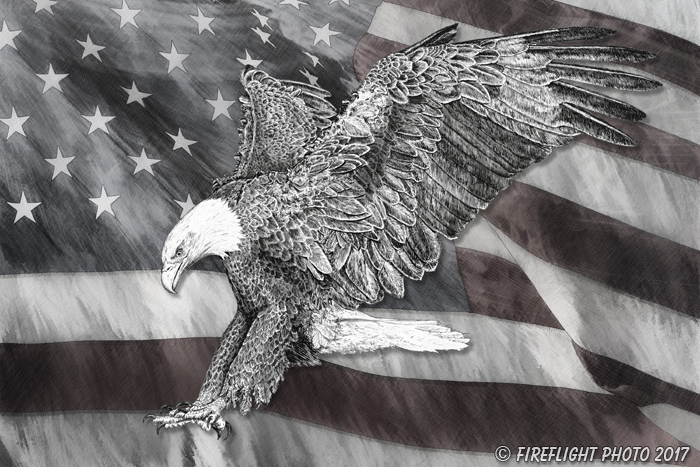 Wildlife;art;artwork;painting;drawing;Corel Painter;Pen and Ink;Bald Eagle;Eagle;Flag;grayscale