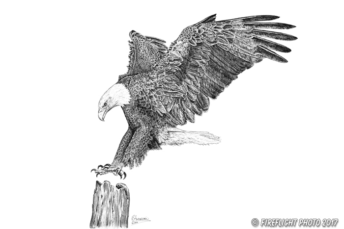 wildlife;Eagle;Bald Eagle;Art;Artwork Drawing;Ink Drawing;pen and ink