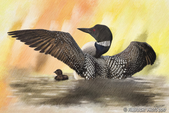 Wildlife;art;artwork;painting;drawing;Corel Painter;loon;common loon;color
