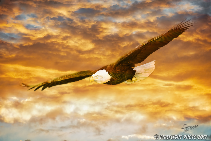 Wildlife;art;artwork;painting;drawing;Corel Painter;color;eagle;bald eagle;sunset