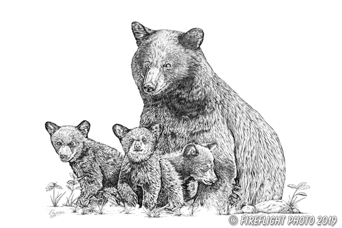 Wildlife;art;artwork;Pen and ink;ink;drawing;Bear;Black Bear;NH