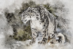 Wildlife;art;artwork;painting;drawing;Corel-Painter;cat;leopard;snow;snow-leopard;color;colour
