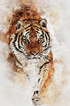 Wildlife;art;artwork;painting;drawing;Corel-Painter;cat;tiger;siberian-tiger;tiger;color;colour