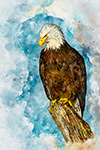Wildlife;art;artwork;painting;drawing;Corel-Painter;raptor;eagle;bald-eagle;stump;color;colour