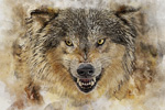 Wildlife;art;artwork;painting;drawing;Corel-Painter;wolf;timber-wolf;gray-wolf;color;colour