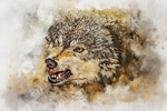 Wildlife;art;artwork;painting;drawing;Corel-Painter;wolf;timber-wolf;gray-wolf;color;colour