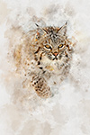 Wildlife;art;artwork;painting;drawing;Corel-Painter;cat;bobcat;snow;color;colour