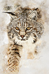 Wildlife;art;artwork;painting;drawing;Corel-Painter;cat;bobcat;snow;color;colour