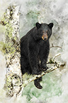 Wildlife;art;artwork;painting;drawing;Corel-Painter;bear;black-bear;tree;birch-tree;color;colour