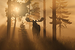 Wildlife;art;artwork;painting;drawing;Corel-Painter;Moose;Bull-Moose;God-Rays;Crepuscular-Rays;color;colour