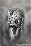 Wildlife;art;artwork;painting;drawing;Tiger;Siberian;Siberian-Tiger;Corel-Painter