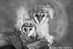 Wildlife;art;artwork;painting;drawing;Owl;Barn-Owl;Baby-Owl;Corel-Painter