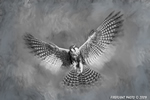 Wildlife;art;artwork;painting;drawing;Falcon;Aplomado-Falcon;Raptor;Painter