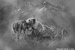 Wildlife;art;artwork;painting;drawing;Grizzly-Bear;Katmai-Bear;Bear;Coastal-Brown-Bear;Cub;Corel-Painter