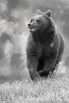 Wildlife;art;artwork;painting;drawing;Grizzly-Bear;Corel-Painter