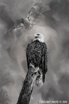 Wildlife;art;artwork;painting;drawing;Bald-Eagle;Raptor;Eagle;Corel-Painter