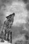 Wildlife;art;artwork;painting;drawing;Wolf;Timberwolf;Moon;Corel-Painter