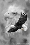 Wildlife;art;artwork;painting;drawing;Bald-Eagle;Raptor;Eagle;Corel-Painter
