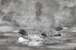 Wildlife;art;artwork;painting;drawing;Corel-Painter;Common-loon;loon;Gavia-immer;Baby